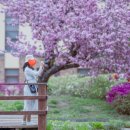 운산초등학교 옆 | 4월 | 서산 겹벚꽃 막차타기_개심사, 운산초, 대철중(+당진카페 로드1950, 삽교호 당진아이)