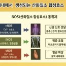 산화질소(NO)란 무엇인가? 이미지