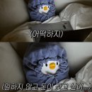 내돈내산 솔직 후기ㅣ서울 근교 프라이빗 자쿠지 글램핑 카라반 춘천 월송리캠프