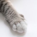 꾹꾹이 하는 고양이(kneading cats) 이미지