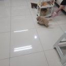 김해 강아지분양 두부네 하루 이미지