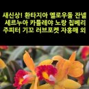 새신상! 환타지아 옐로우돌 잔넬 세르누아 카틀레야 노랑 칩베리 주피터 기꼬 러브포켓 자홍매 외 #shorts 이미지