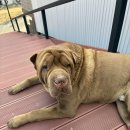 양평 비발디 펜션 | 홍천 숙소 여행 추천 양평 라테라스펜션 비발디파크 가까운 후기