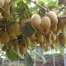 전진농장4 이미지