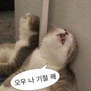 [당진] 크로스핏 블루 당진 2호점 드랍인 후기