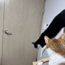 쥬니걸