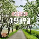 5월 봄꽃축제 충북 진천 이팝나무길 다녀왔어요 따끈따끈한 실시간 개화 상태 주차 정보 포함