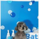 행복펫 애견미용실 이미지