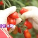 하도문쌈채마을 이미지