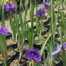 엔사타 창포종류 5가지 색상 그리고 숙근스위트피 검붉은 루드베키아 시베리카붓꽃 청색 이미지