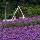 친환경나눔텃밭 | 🌿 6월, 부산 근교 라벤더 명소 두 곳: 보랏빛 향기에 취하다