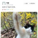 원조조방낙지 이미지