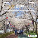 광한루 서문 횡단보고 앞 | 전북 남원 요천벚꽃길_광한루원 앞 벚꽃명소, 봄에 꼭 가봐야 할 대표관광지