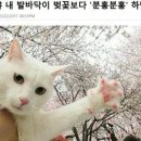 분홍