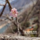 율산농장 | [광양] 제23회 광양 매화축제 실시간 개화 상황 및 후기!