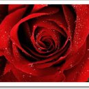 숲속의 섬 이미지