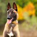 멋진강아지 이미지