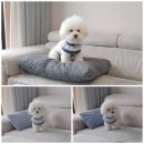 <b>보니앤독</b> 프릴 스쿨룩 비숑 하네스 추천