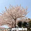 삼도1동경로당 | 제주 벚꽃 명소 어디? 전농로 축제 기간·차량통제·개화상태