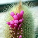 선인장 - 담양군 담장로 548 | 선인장