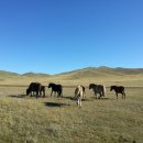 몽골 여행자가 알아야 할 몽골의 치명적인 매력 이미지