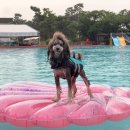 도그베이 이미지