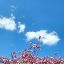 4월 경주 여행의 하이라이트 불국사 왕벚꽃(겹벚꽃) 실시간 개화 상황 및 주차 명당 꿀팁