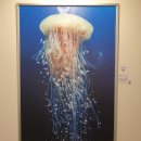 신세계네셔널지오그래픽 | 신세계백화점 대구 내셔널지오그래픽특별전 후기, 10월 무료 대구전시회 사진전시회 추천