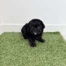 펫365 강아지분양 고양이분양 전주백제로점 | 펫365 전주백제로점: 심쿵사 주의! 댕냥이 천국 방문기