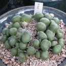 COP29-2 Conophytum - bolusiae ssp. 이미지