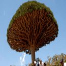 천과나무 이미지