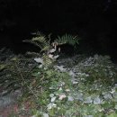 숲속 당구 이미지