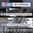 방탄 지민이 인간화개장터, 탕평강양이로 불리는 이유 이미지