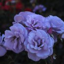 장미원입구 이미지