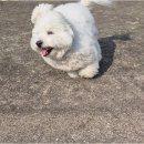 리본반려견 유치원 이미지