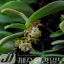 탐라전설