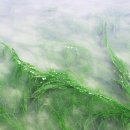 바다랑해초랑 이미지