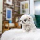 일산 강아지분양 스마트독 이미지