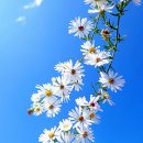 달빛사냥 Daum카페
