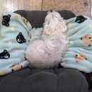부산 애견동반 숙소 더 펫텔 솔직 후기