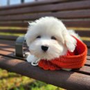 브리더클럽 이미지