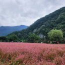 호호팩토리협동조합 | 영월 여행 2일차-동강 붉은 메밀꽃 축제 방문 후기