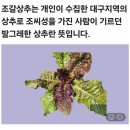 토종 조갈상추 채종 이미지