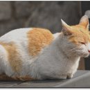 고양이세수 이미지