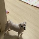 고산 도그맘펫 네이버블로그