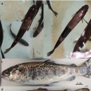 무지개송어의 초급성 피부병의 원인으로 Flavobacterium columnarae와 다른 Flavobacterium. 이미지
