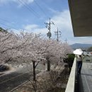 삼리2길 | 양산 아미드 포레 카페 벚꽃 후기 – 브런치와 함께 즐긴 벚꽃 엔딩