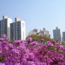 군포 산본 철쭉동산 축제 이미지