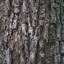 The heartwood 이미지