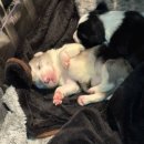 베스트 프렌즈 동물병원 | 아기랑 겨울 제주여행 가볼만한곳 제주 동물체험 새별프렌즈